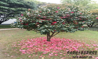 中財(cái)在職研究生攻讀方式有哪些？