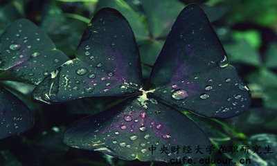 中央財(cái)經(jīng)在職研究生怎么報(bào)名？